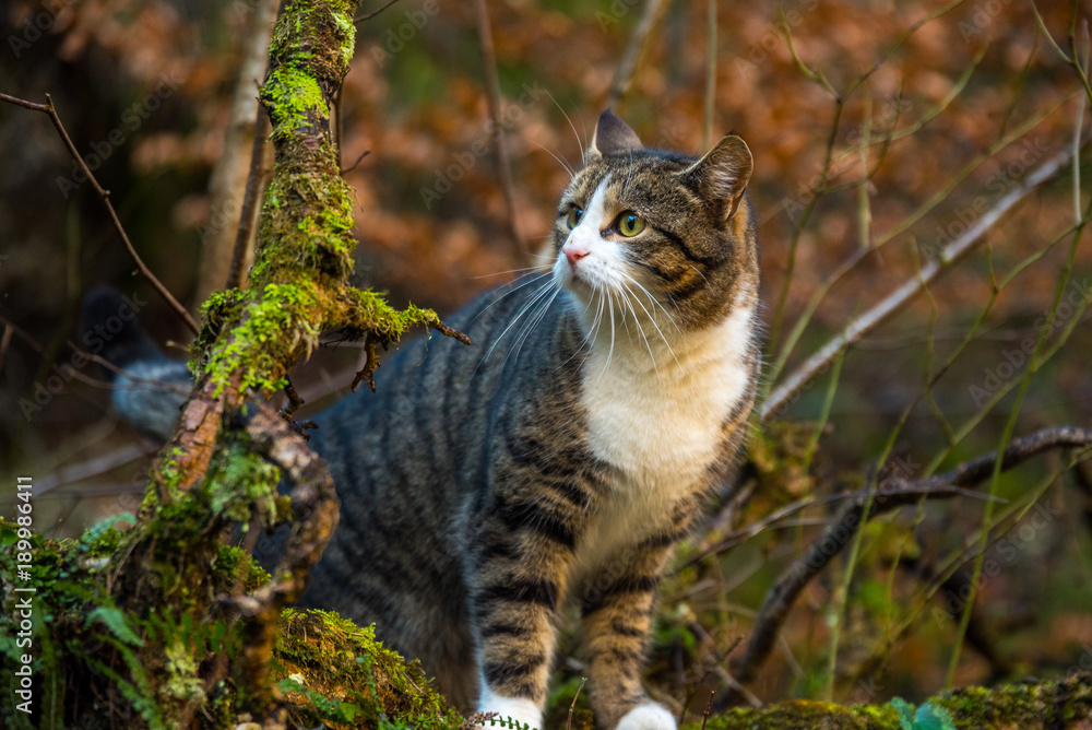 Katze im dichten Wald auf der Jagd