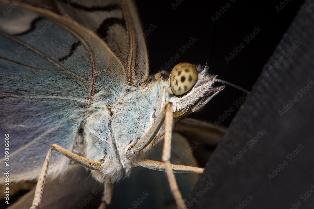 Exotic butterfly extreme macro