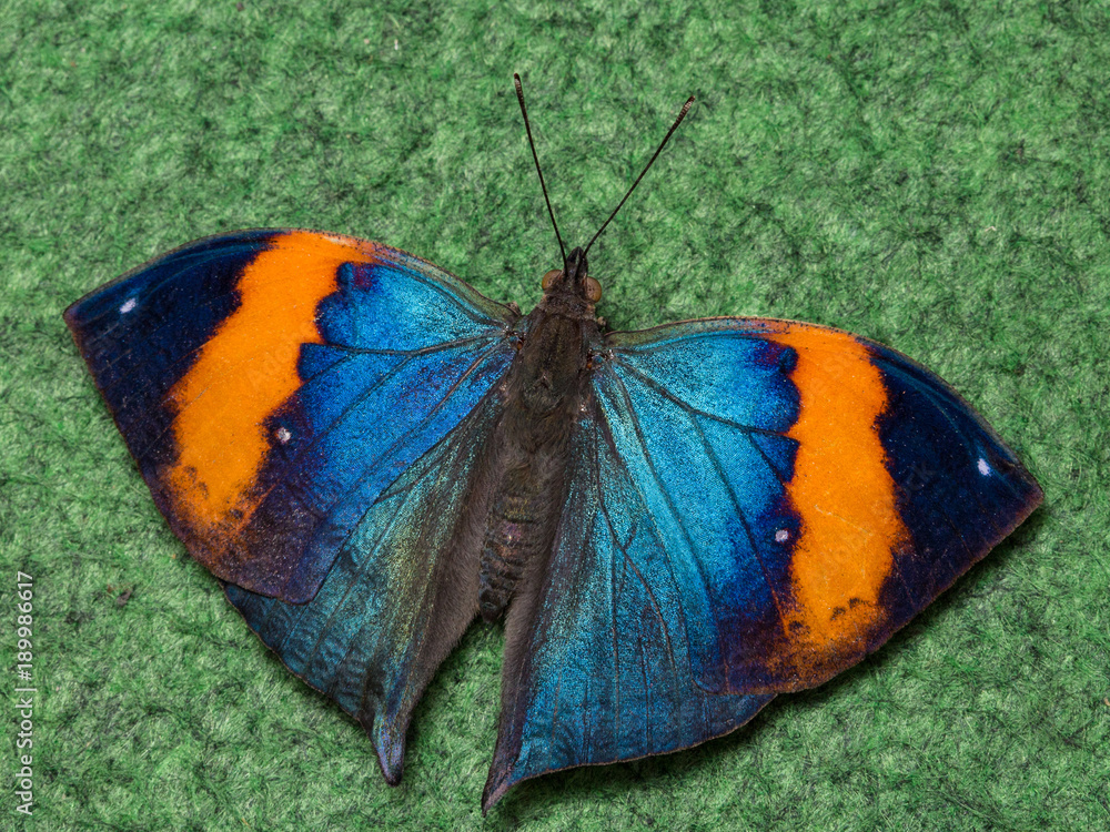 Exotic butterfly close up macro