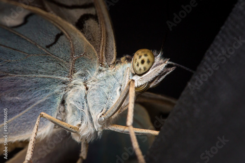 Obraz na płótnie Exotic butterfly extreme macro w salonie