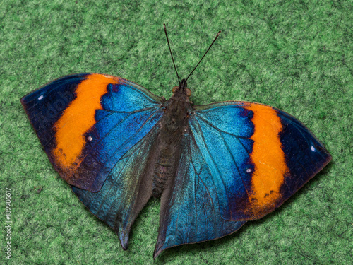 Obraz na płótnie Exotic butterfly close up macro w salonie