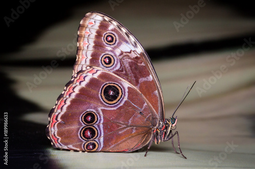 Obraz na płótnie Exotic butterfly close up macro w salonie