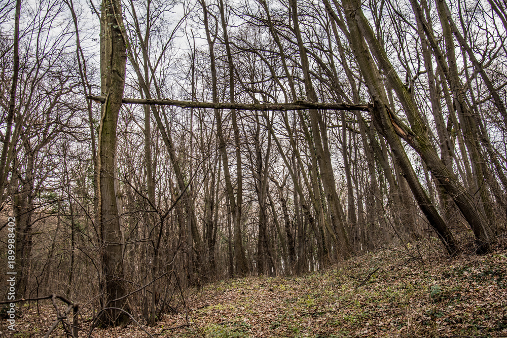 Fototapeta premium Kosutnjak , is a park-forest and urban neighborhood of Belgrade, the capital of Serbia.