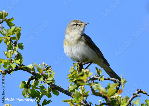 Chiff chaff