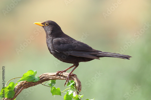 Common blackbird perched on a branch with ivy
