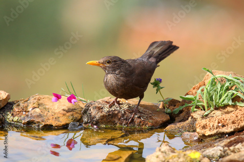 Common blackbird drinking
