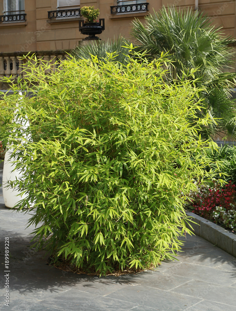 Naklejka premium Bosquet de bambous sur une terrasse
