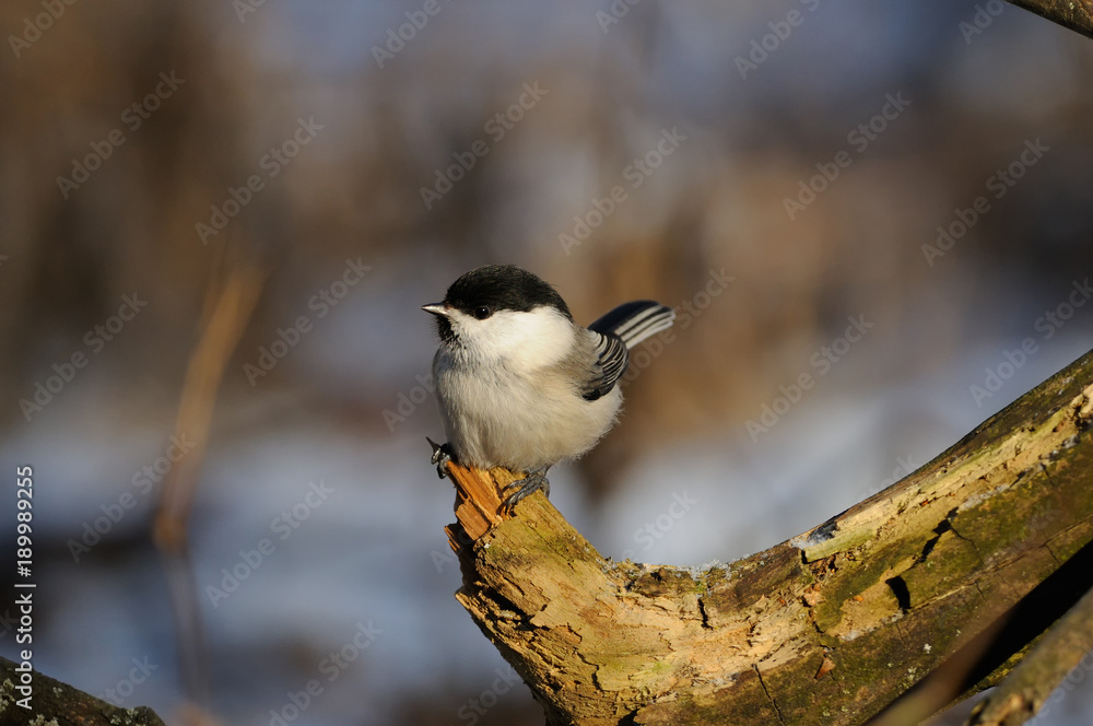 Obraz premium Willow tit sits on a snag at dawn on a soft background.