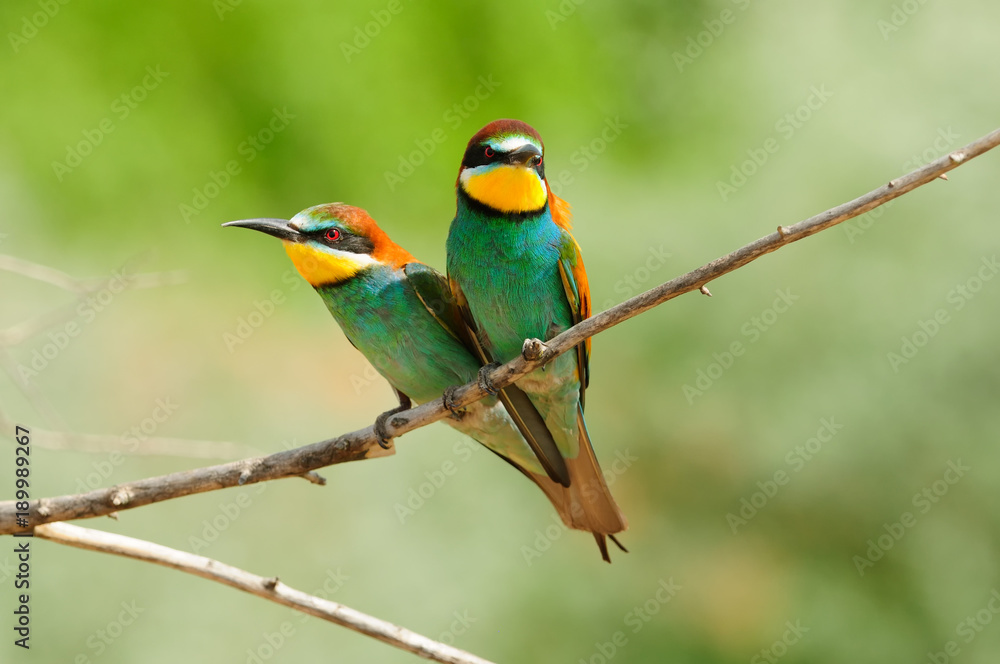 Two European bee-eater are sitting side by side, like a little live heart. Two European bee-eater are sitting side by side, like a little live heart.