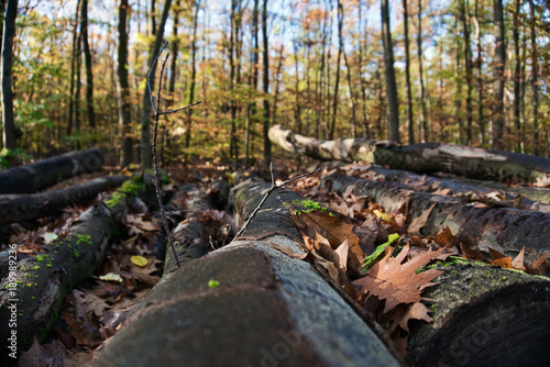 Wallpaper Mural Baumstamm Torontodigital.ca