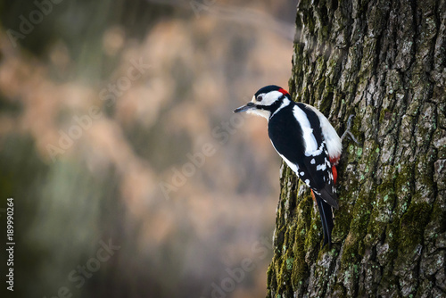 Great spotted woodpecker © Adrian 