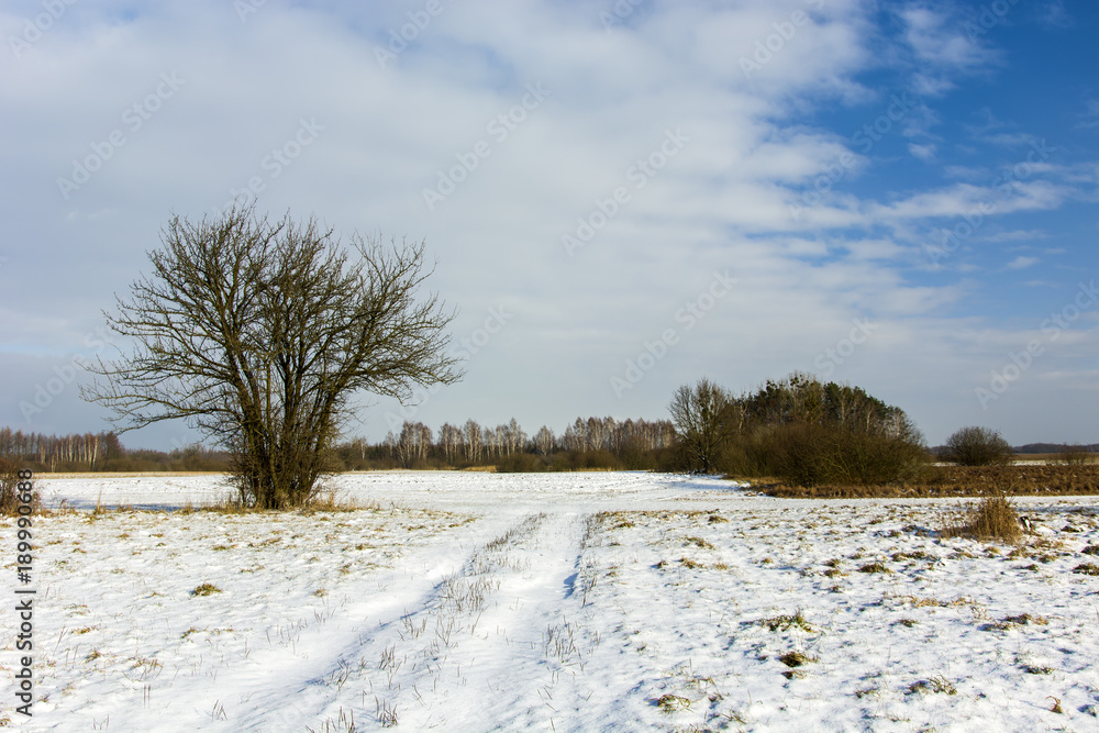Snow-covered road through a meadow and large tree Snow-covered road through a meadow and large tree