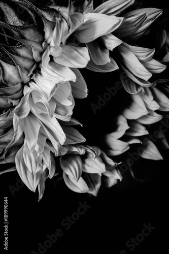 black-and-white image of a sunflower