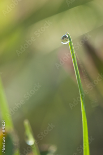 green leaf in water with drop