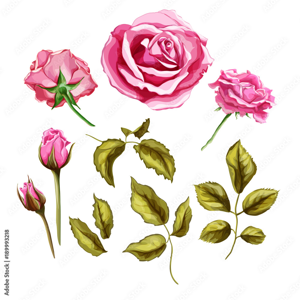 Vector realistic rose flower leaves stem set