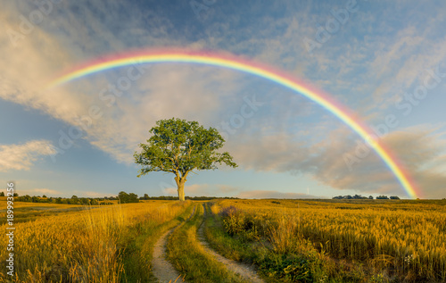 rural landscape ,rainbow,road and tree © Mike Mareen
