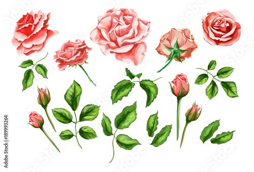 Vector realistic rose flower leaves stem set