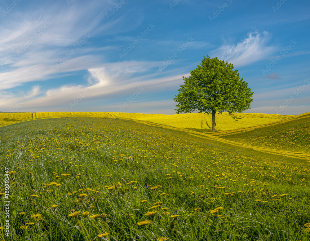 Obraz premium lonely tree on a flowery meadow