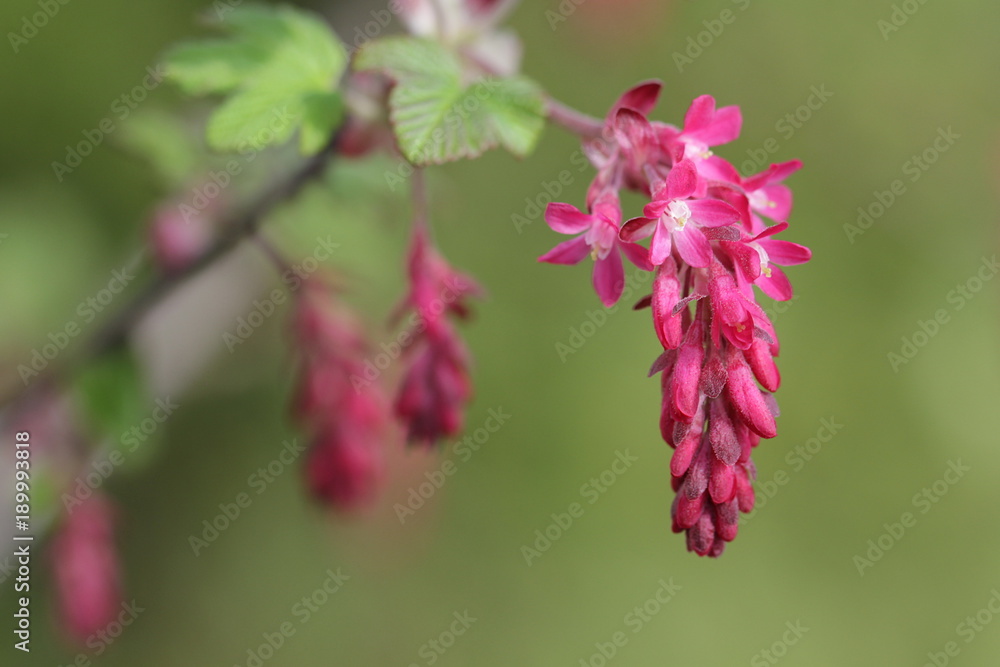 Blüte der Zierjohannisbeere -Ribes sanguineum-im Frühling Blüte der Zierjohannisbeere -Ribes sanguineum-im Frühling
