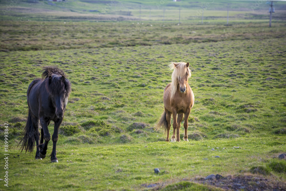 Fototapeta premium two iceland horses