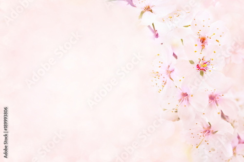 Spring blossom/springtime cherry bloom, toned, bokeh flower background, pastel and soft floral card, toned © ulada