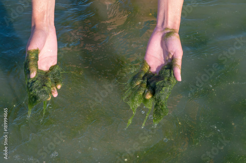 Green algae on the hands, muddy water, sea pollution.