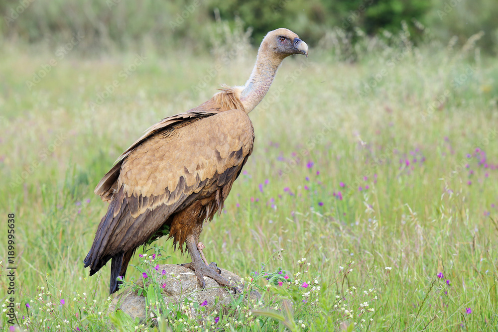 Vulture on a stone Vulture on a stone