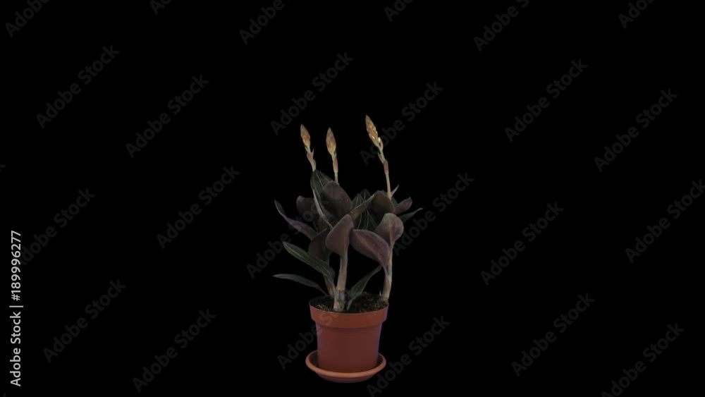 Time-lapse of growing and blooming Ludisia discolor (Jewel Orchid) 2a1 in PNG+ format with ALPHA transparency channel isolated on black background
Time-lapse of growing and blooming Ludisia discolor (Jewel Orchid) 2a1 in PNG+ format with ALPHA transparency channel isolated on black background