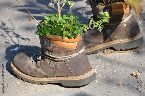 Slika na platnu Recycling, Guerilla Gardening , Bepflanzte Bergstiefel als Gartendekoration