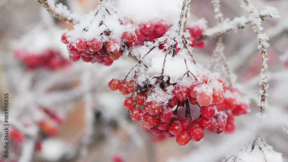 Snow-covered clusters of viburnum. Winter day Snow-covered clusters of viburnum. Winter day
