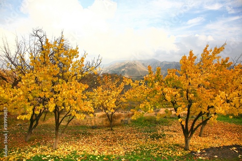 Fototapeta Naklejka Na Ścianę i Meble -  The autumn season in Yerevan city ,Armenia