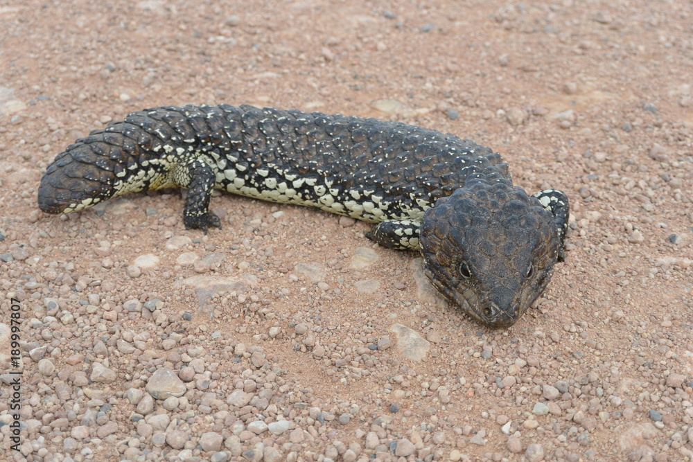 Fototapeta premium Shingleback