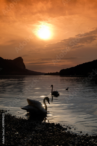 Schwäne am Mondsee Ufer am Abend photo