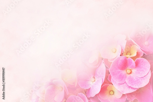 Summer blossoming hydrangea, flower bokeh background, pastel and soft floral card