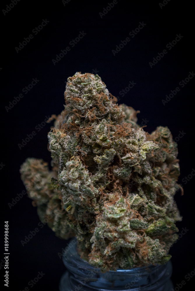 Cannabis Bud: Albert Walker Cannabis Bud: Albert Walker
