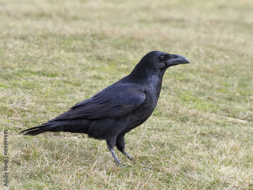 Fototapeta premium Raven, Corvus corax