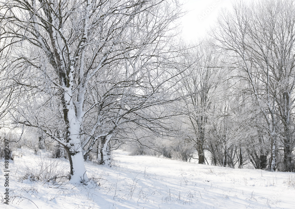 bright winter forest with snow, beautiful wild landscape with trees and glade