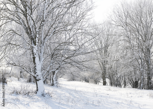 bright winter forest with snow, beautiful wild landscape with trees and glade © soleg