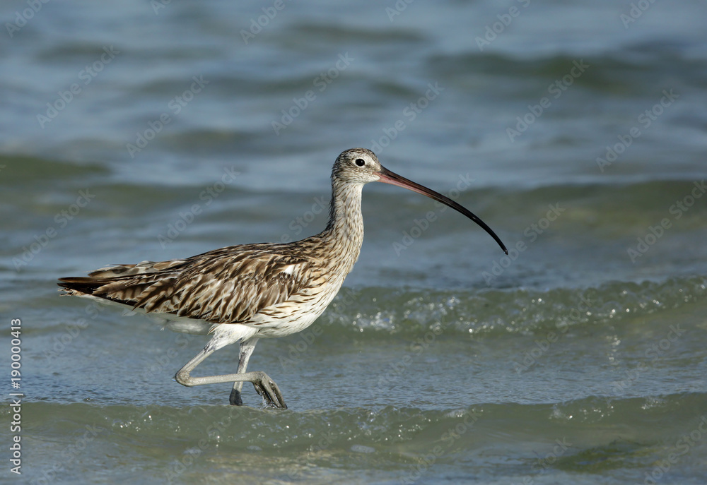 Curlew moving in high tide at Busaiteen coast, Bahrain Curlew moving in high tide at Busaiteen coast, Bahrain