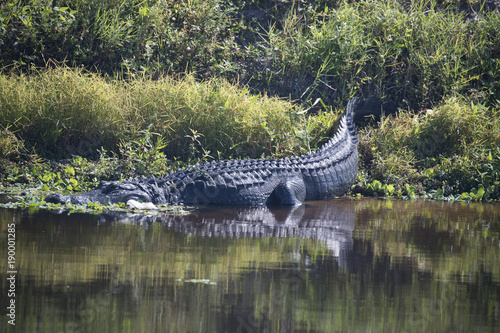 Alligator at rest