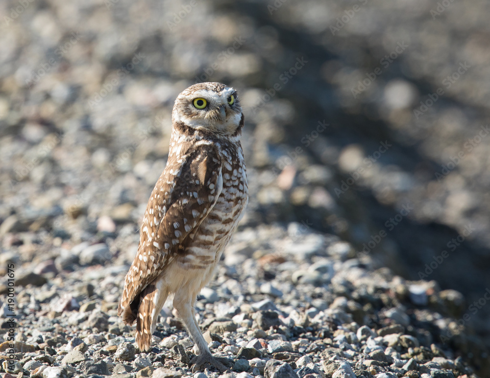 Burrowing owl, seen in the wild in North California Burrowing owl, seen in the wild in North California