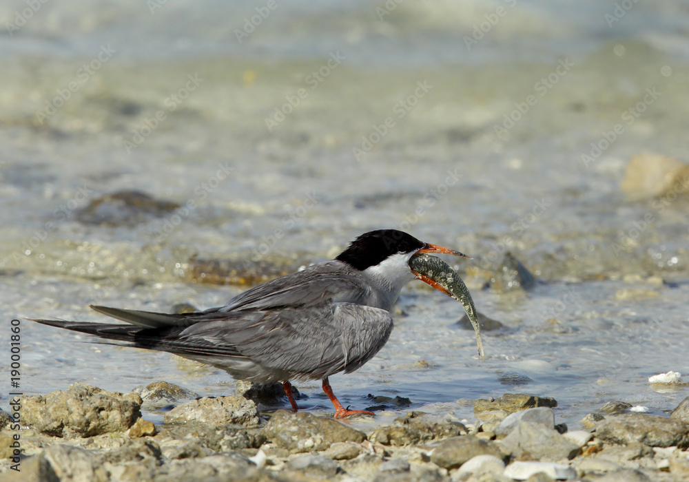 White-cheeked tern with fish at Busaiteen coast