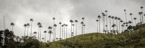 Highest palm trees in Valle del Cocora photo