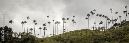 Foto Highest palm trees in Valle del Cocora