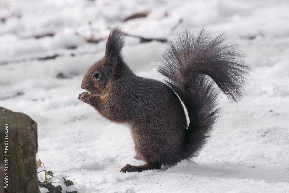 Squirrel eating nut in a park during winter. Selective focus Squirrel eating nut in a park during winter. Selective focus