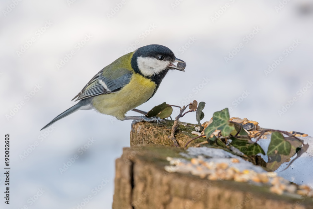Naklejka premium Parus major, (Great tit), taking nuts from bird feeder with copy space
