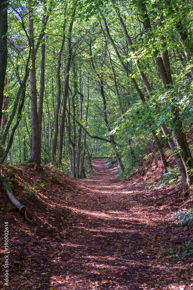 Obraz premium Forest Path