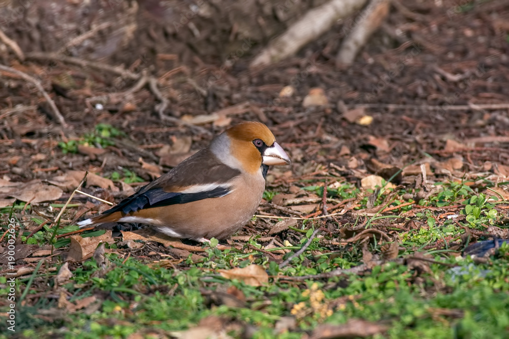The hawfinch (Coccothraustes coccothraustes) on the lawn in an garden The hawfinch (Coccothraustes coccothraustes) on the lawn in an garden