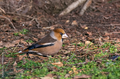 The hawfinch (Coccothraustes coccothraustes) on the lawn in an garden