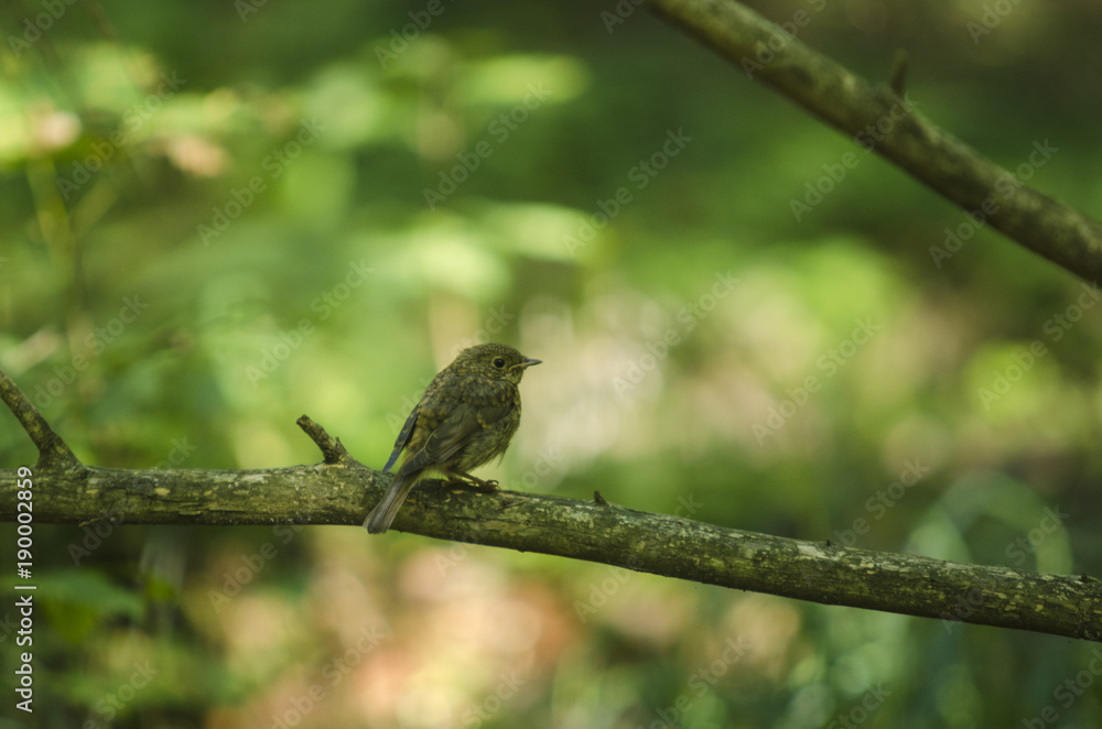 BIAŁOWIEŻA BIAŁOWIEŻA